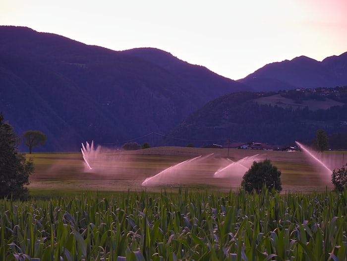 Aspersores de riego al atardecer